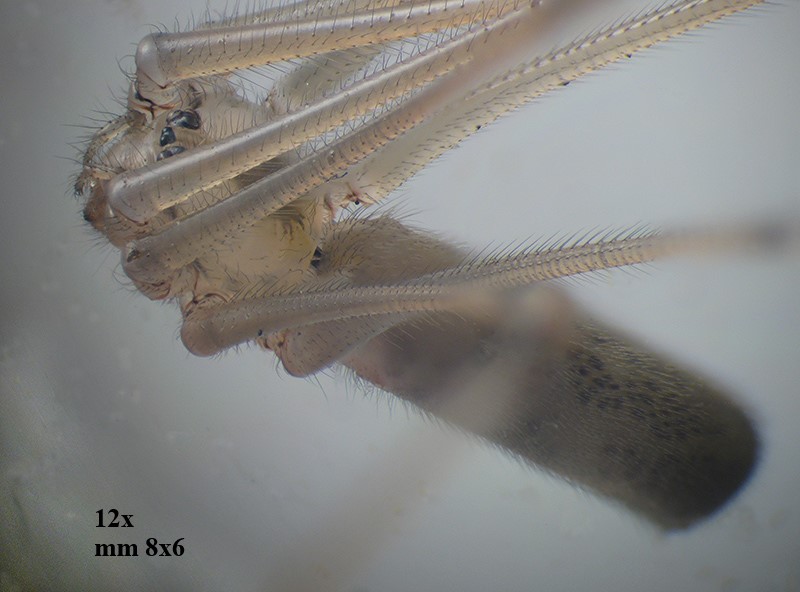 Pholcus phalangioides ?